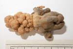 Gersemia - Saguenay
