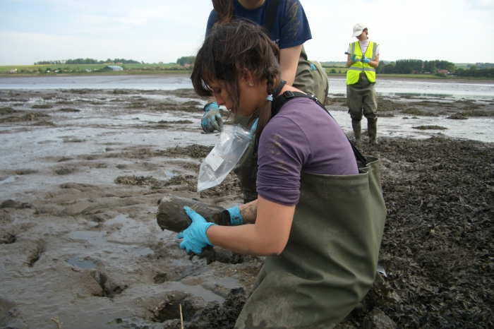 Ana Filipa de Moura Queirós taking a macrofauna core