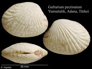 Gafrarium pectinatum