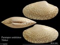 Mollusca (molluscs)