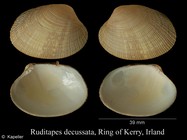 Ruditapes decussatus