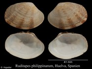 Ruditapes philippinarum