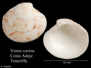 Venus casina