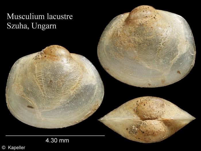 Musculium lacustre