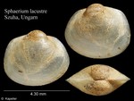 Sphaerium lacustre