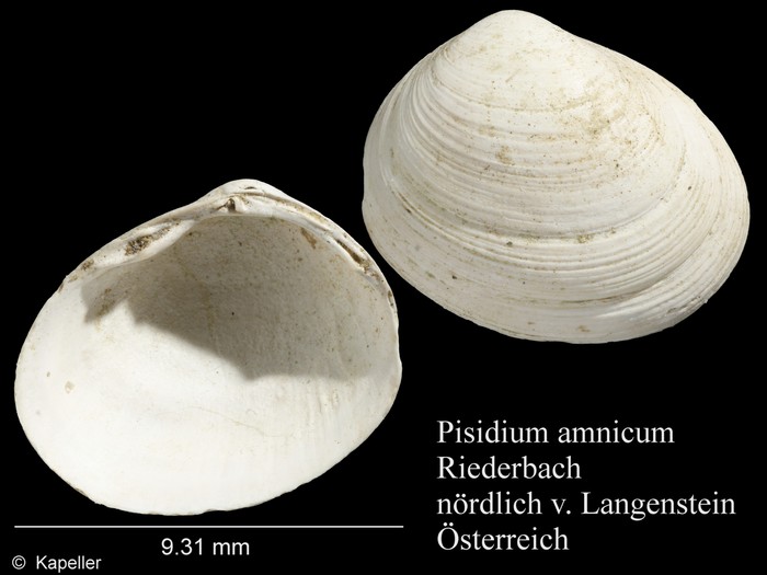 Pisidium amnicum