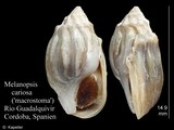 Melanopsis cariosa, author: Kapeller, Rudolf