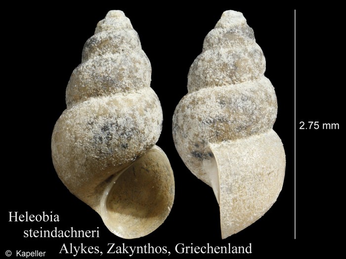 Heleobia steindachneri