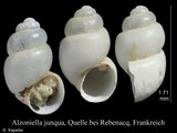 Alzoniella junqua, author: Kapeller, Rudolf