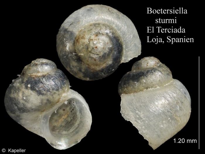 Boetersiella sturmi