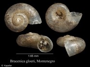 Bracenica gloeri