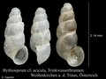 Gastropoda