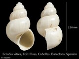 Ecrobia vitrea, author: Kapeller, Rudolf