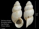 Istriana mirnae, author: Kapeller, Rudolf
