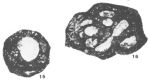 Lituotuba gravata Conil & Lys, 1965