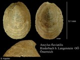 Ancylus fluviatilis, author: Kapeller, Rudolf