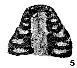 Monotaxis gibba (Möller, 1879) Monotaxis gibba (Möller, 1879)