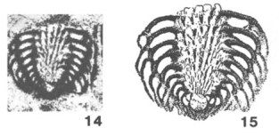 Lasiotrochus tatoiensis Reichel, 1946 Lasiotrochus tatoiensis Reichel, 1946