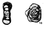 Septatournayella segmentata (Dain, 1953)
