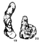 Rectoseptatournayella stylaensis (Brazhnikova & Rostovtseva, 1963)