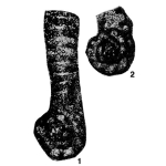 Septaglomospiranella (Rectoseptaglomospiranella) asiatica Reitlinger, 1961