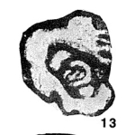Mstinia ziganensis Grozdilova & Lebedeva, 1960