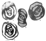 Glomospiranella finitima Grozdilova & Lebedeva, 1954
