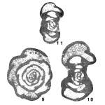 Uviella aborigena Ganelina, 1966