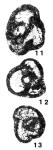 Chernyshinella (Eochernyshinella) crassitheca Lipina, 1965