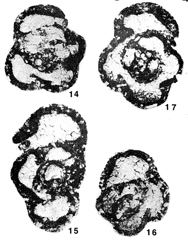 Mstinia modavensis Conil & Lys, 1967 Mstinia modavensis Conil & Lys, 1967