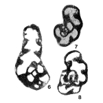 Lipinellina kinelensis (Lipina, 1965)