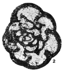 Spinochernella brencklei Conil & Lys, 1977