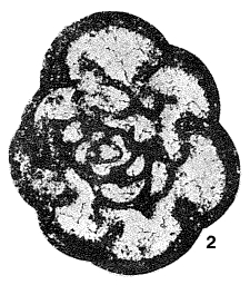 Spinochernella brencklei Conil & Lys, 1977 Spinochernella brencklei Conil & Lys, 1977