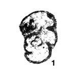 Tournayellina (Rectotournayellina) elegans Lipina, 1965