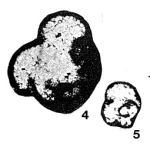 Tournayellina vulgaris Lipina, 1955