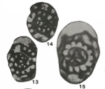 Endothyra chomatica Dain In Brazhnikova, 1962