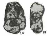 Andrejella laxiformis Malakhova, 1975
