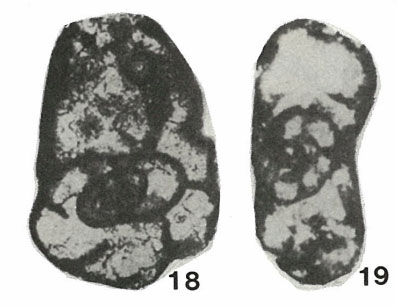Andrejella laxiformis Malakhova, 1975 Andrejella laxiformis Malakhova, 1975