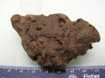 Characella tripodaria Holotype MNHN DT-756