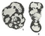 Rhodesina avonensis Conil & Longerstaey, 1980