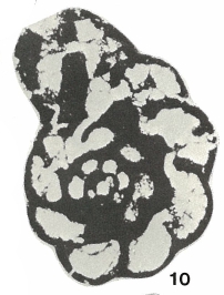 Melatolla whitfieldensis Strank, 1983 Melatolla whitfieldensis Strank, 1983