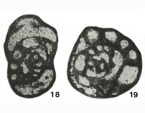 Paradainella dainelliformis Brazhnikova & Vdovenko, 1971 Paradainella dainelliformis Brazhnikova & Vdovenko, 1971