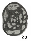 Paradainella dainelliformis Brazhnikova & Vdovenko, 1971 Paradainella dainelliformis Brazhnikova & Vdovenko, 1971