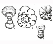 Paraendothyra nalivkini Chernysheva, 1940, author: Le Coze, François