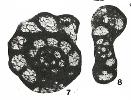 Endothyra aljutovica Reitlinger, 1950 Endothyra aljutovica Reitlinger, 1950