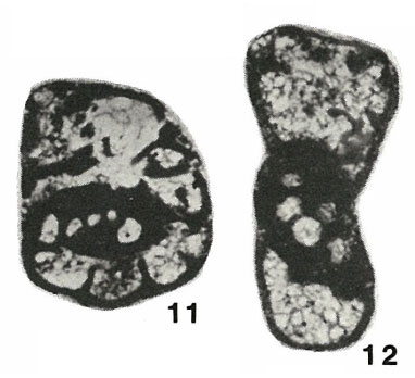 Endothyra (Rectoendothyra) donbassica Brazhnikova, 1983 Endothyra (Rectoendothyra) donbassica Brazhnikova, 1983
