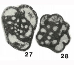 Pseudochernyshinella subrotunda subsp. biformis Brazhnikova, 1974