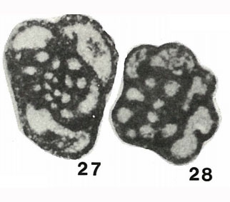 Pseudochernyshinella subrotunda subsp. biformis Brazhnikova, 1974 Pseudochernyshinella subrotunda subsp. biformis Brazhnikova, 1974