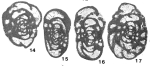 Endothyra (Globoendothyra) redwallensis Skipp, 1969