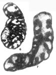 Klubovella konensis Lebedeva, 1956